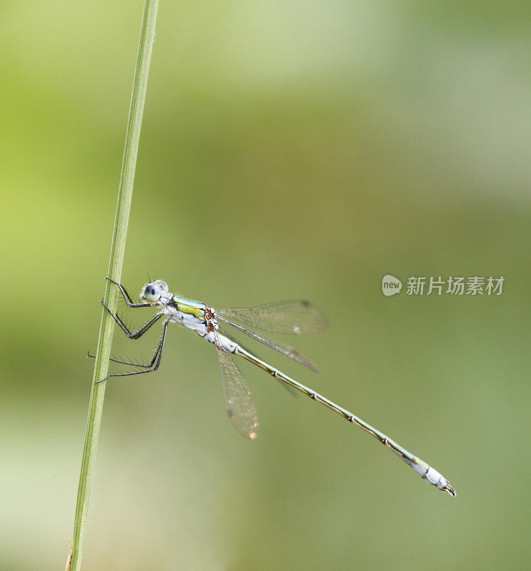 普通翡翠豆娘(Lester sponsa)雄性